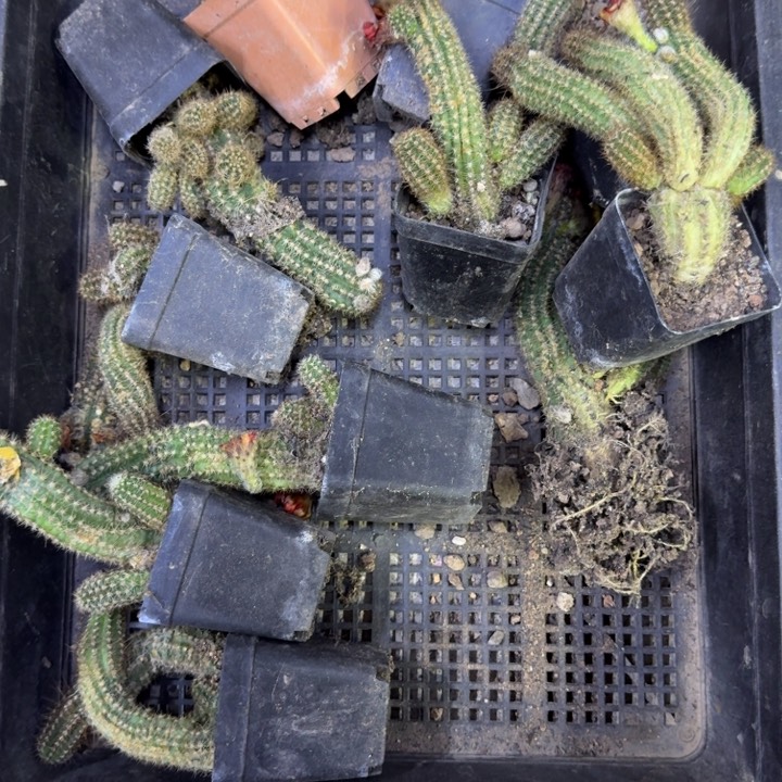 260无名白檀根脱土发货掉侧牙无售后，20包邮