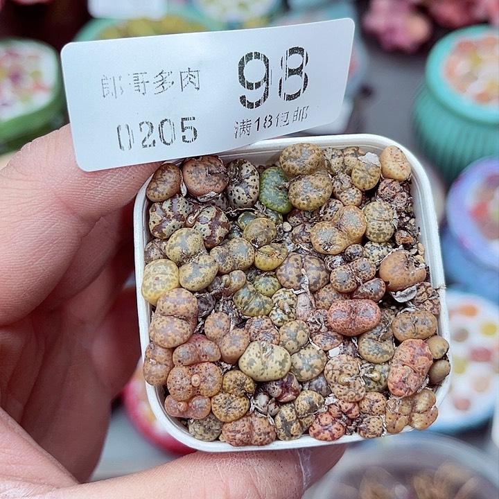 多肉植物生石花5-98