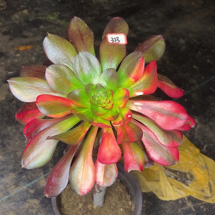 长腿巫毒七彩313多肉