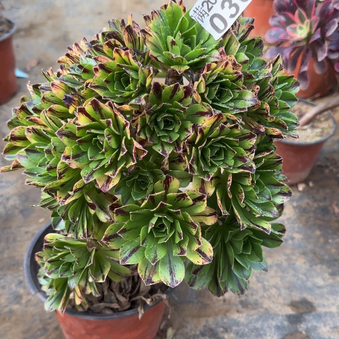 碧火030满20包邮断枝不包