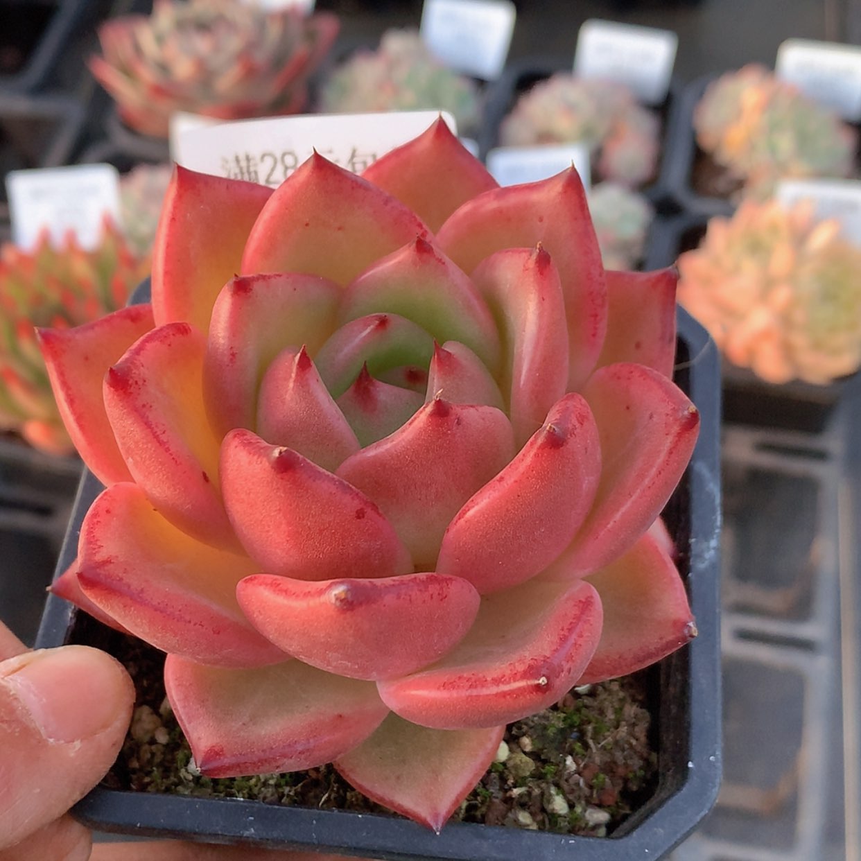 【闪购商品】云372号