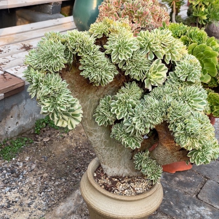 法师老桩缀化迈巴赫