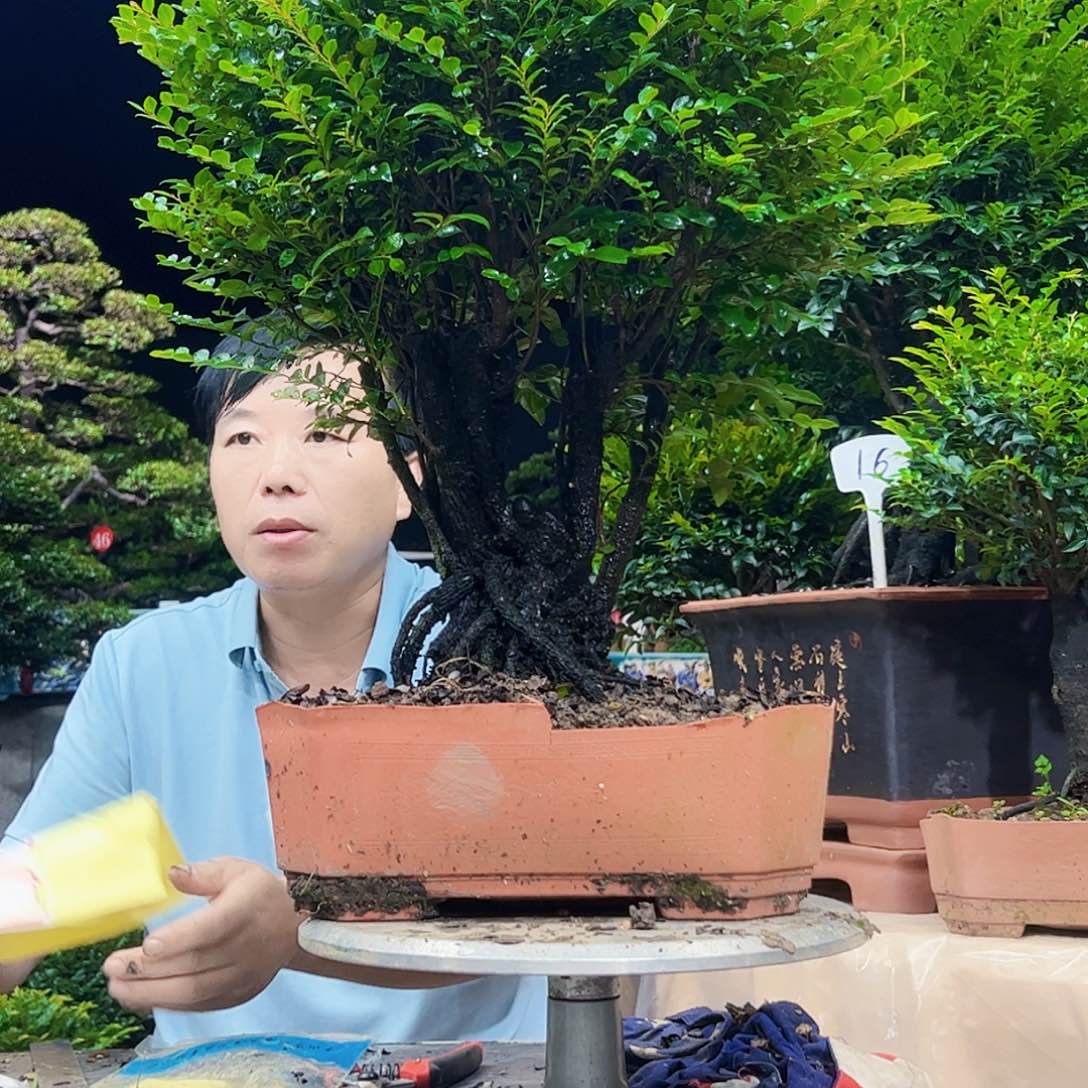 当前无花朵，栽培后可花朵香*