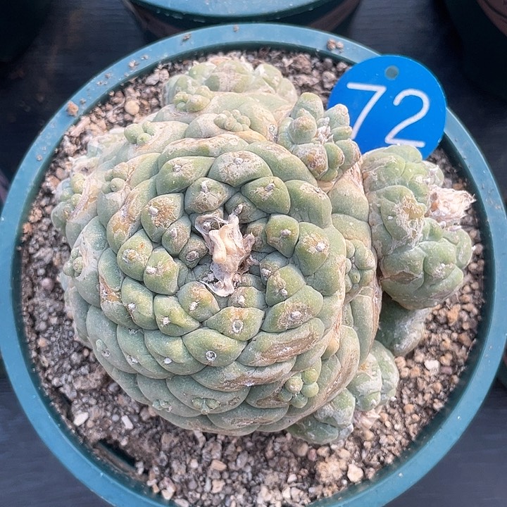 仙人球落地自根72