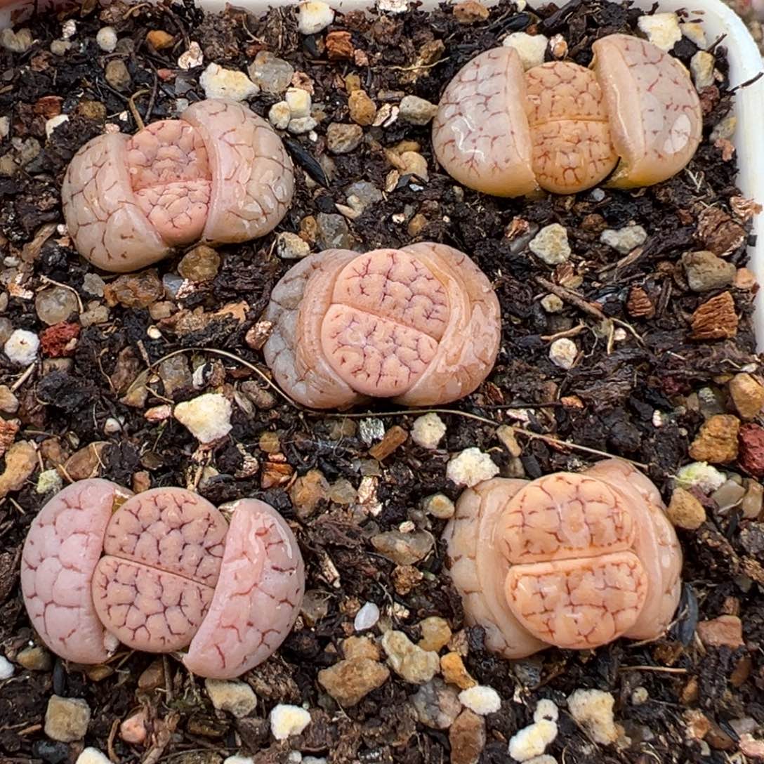 2.9好看的多肉195