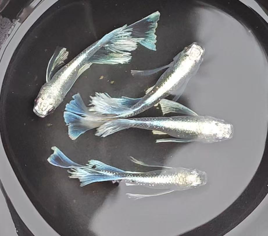 千与青鳉直播间2号