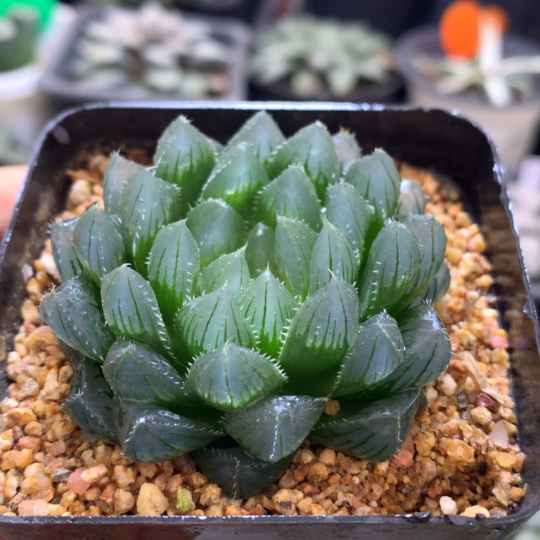 实生玉露，带盆一起