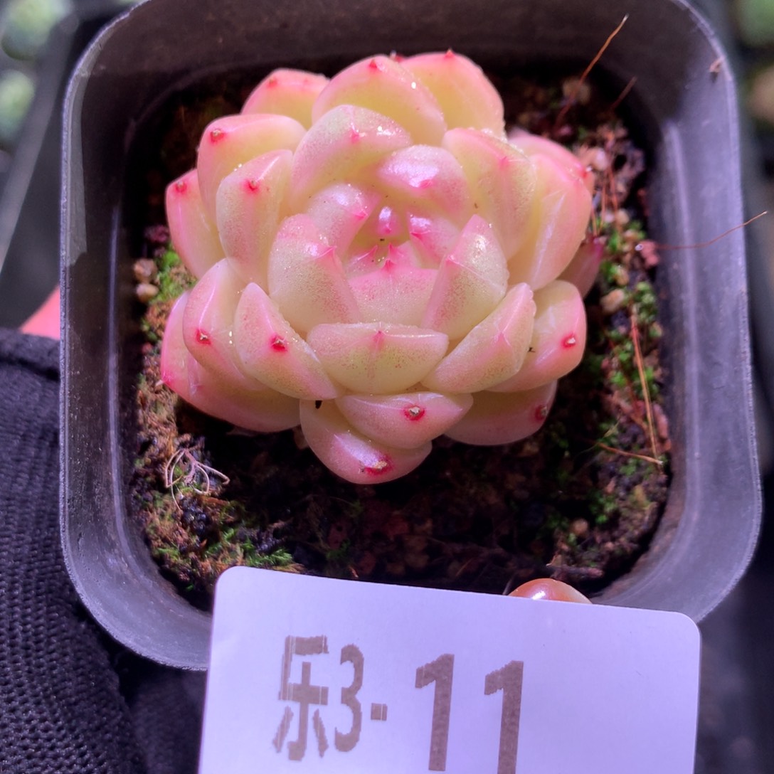 乐然 3-11 麦秆单头 