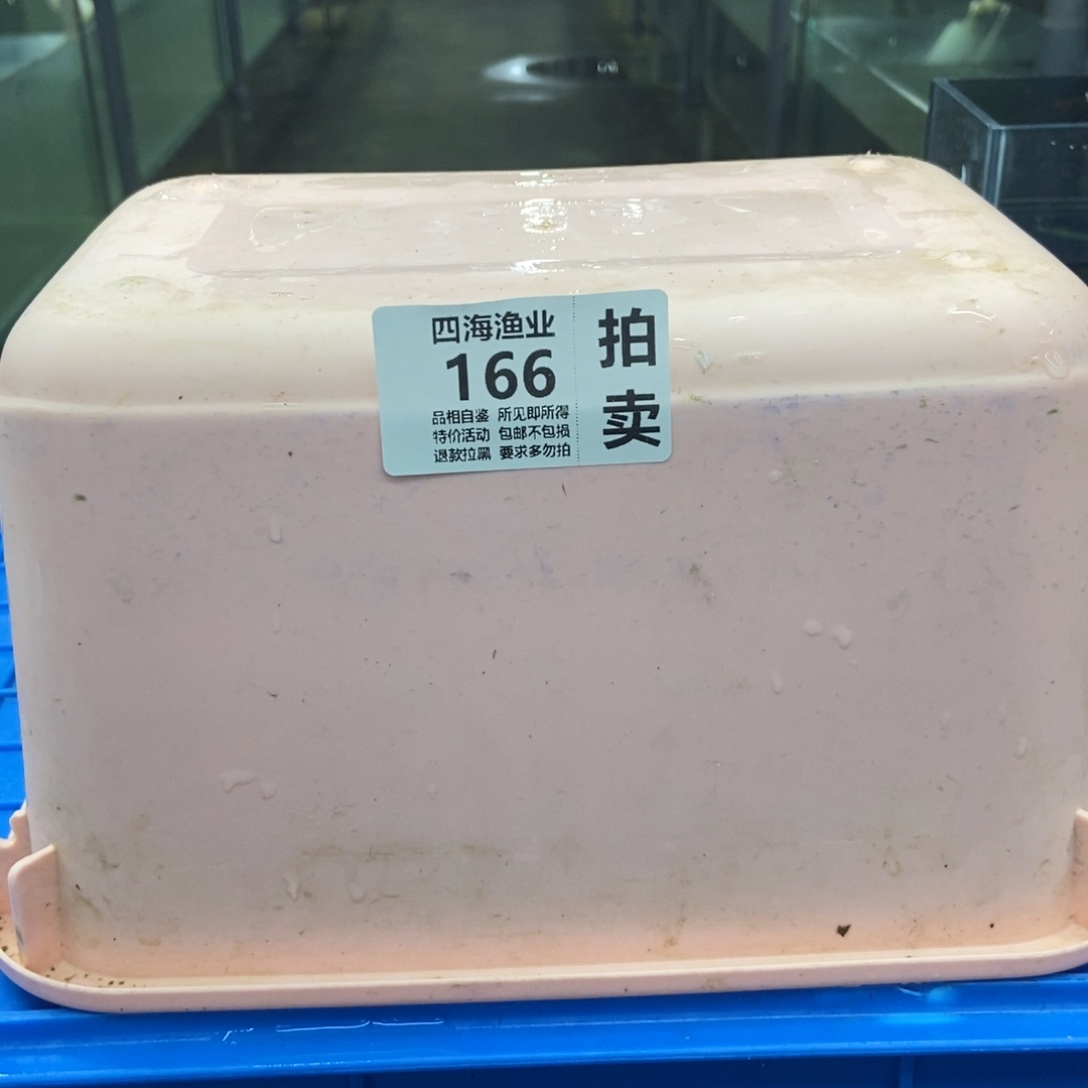 斗鱼包活不包损所见即所得166