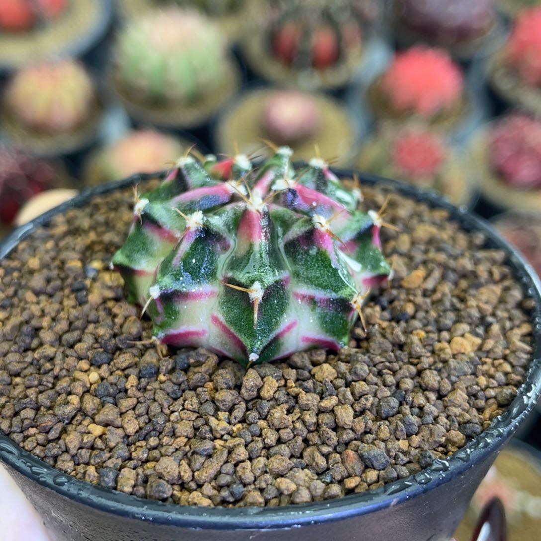 桃太郎后代00000000002