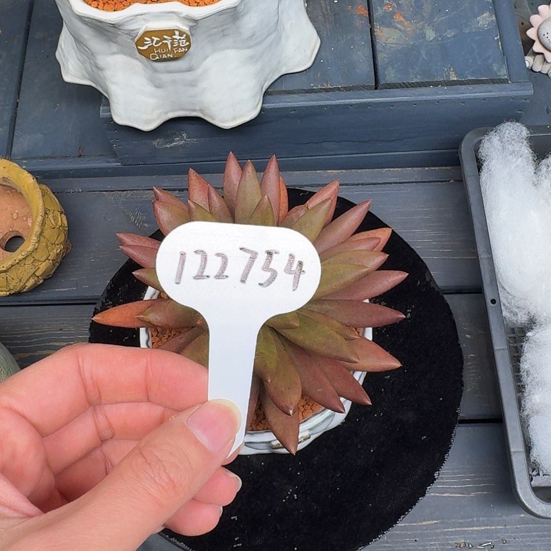 精品多肉植物122754