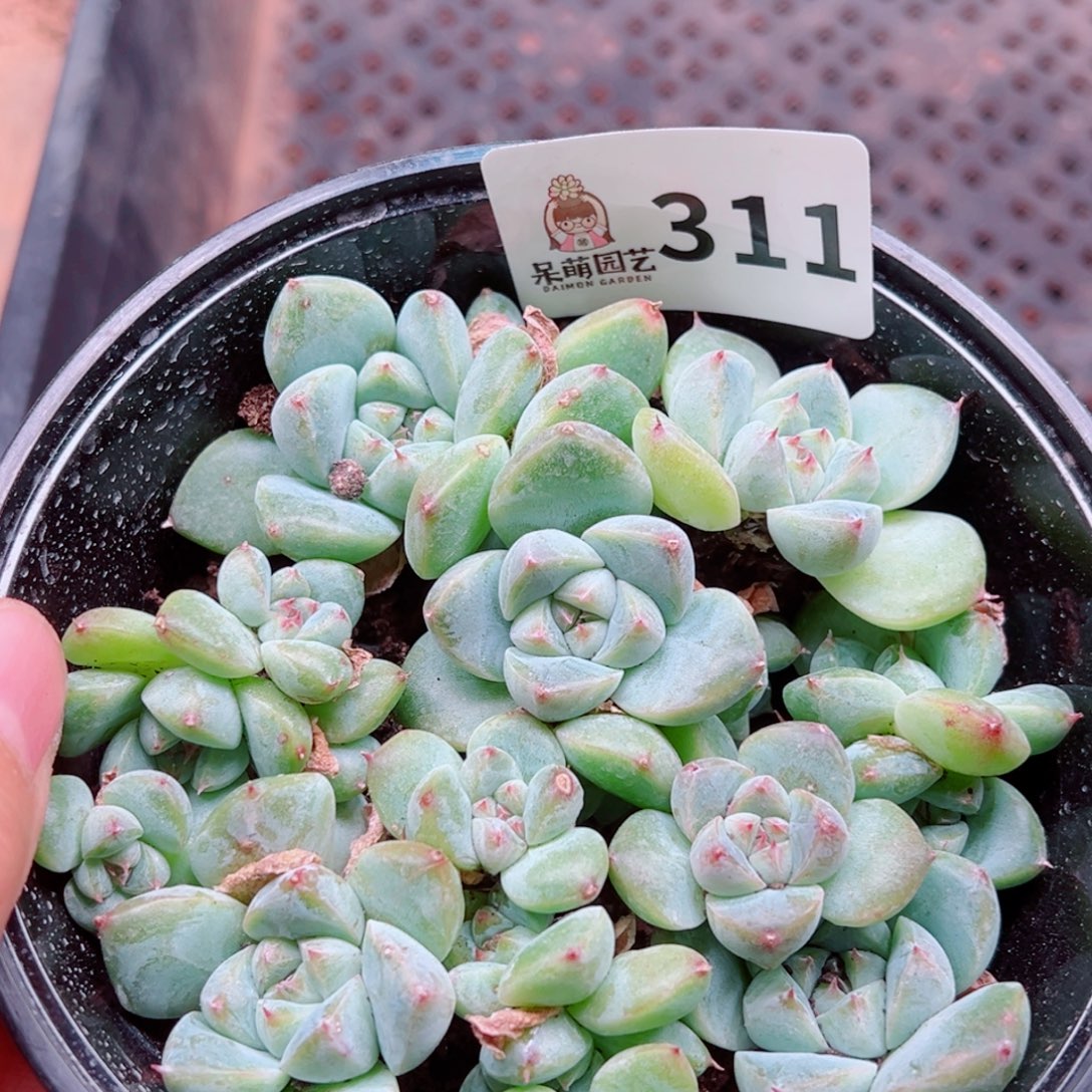多肉植物多肉植物