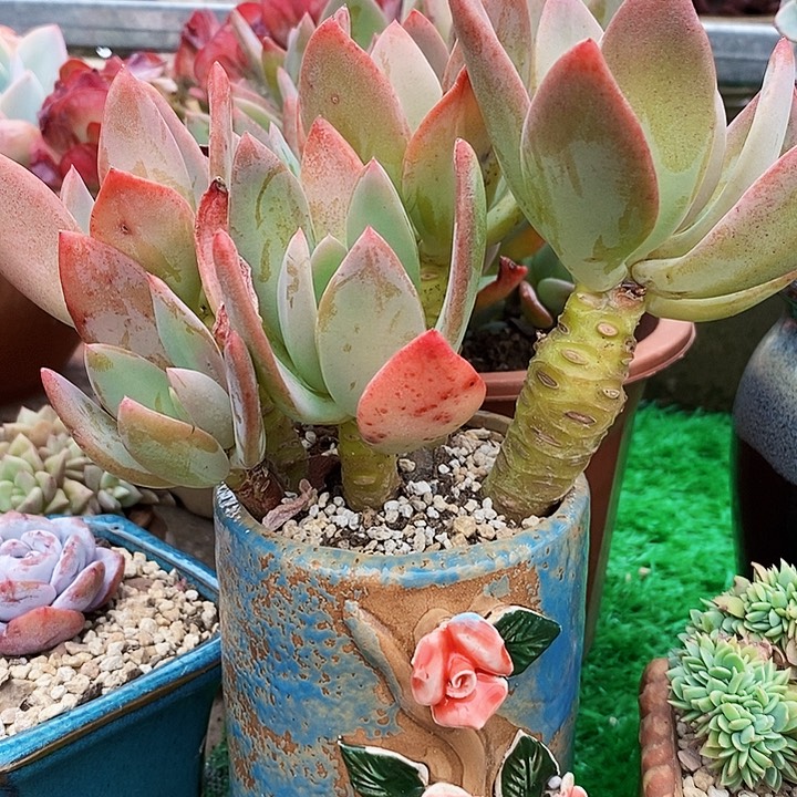 芒果美人整无砍多肉