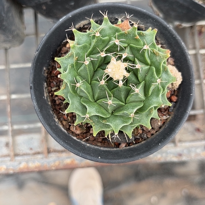 我也不知道我为什么要