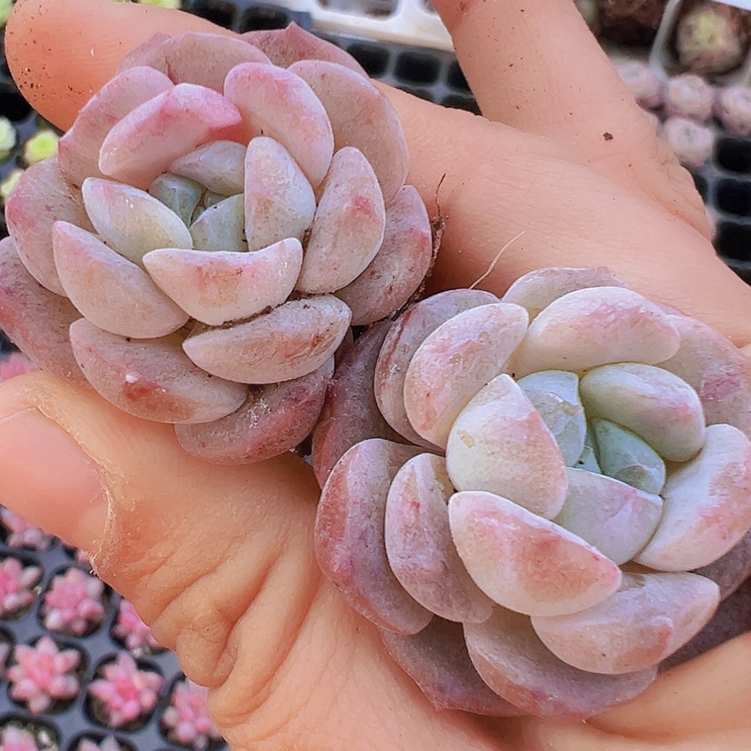 冰魄石化3颗苗19包邮