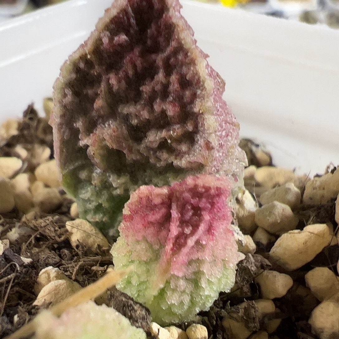 实生新品大苗多肉植物水泡