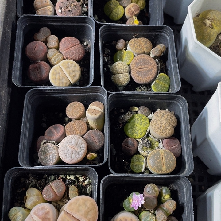 5.5方彩拼生石花带盆土发