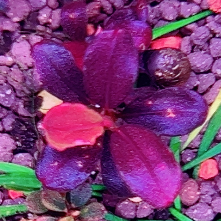 福利70号福利价植物一头