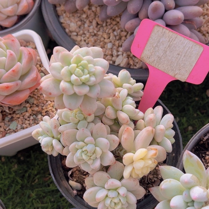 健健康康平平安安