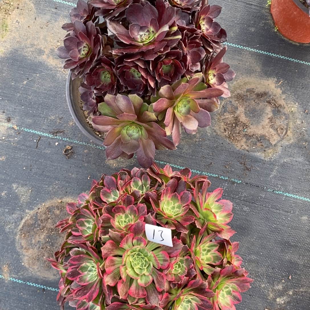 全部花朵多肉植物组合拼盘13