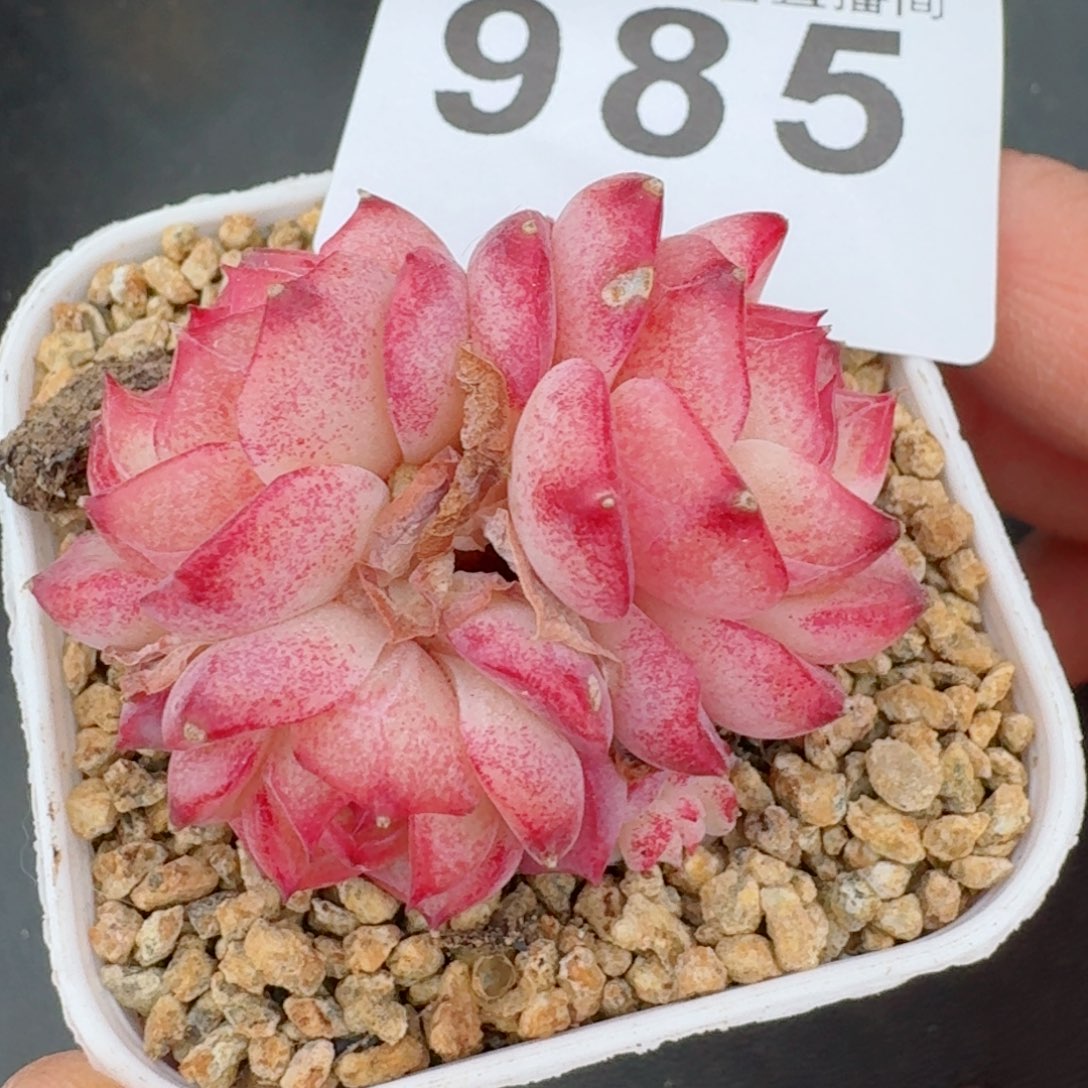 小甜甜         精品多肉