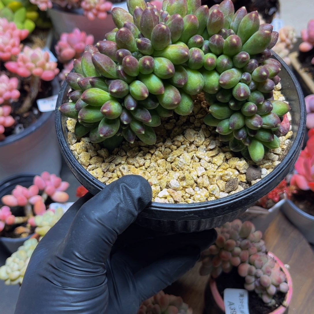 458香蕉树缀12厘米多肉