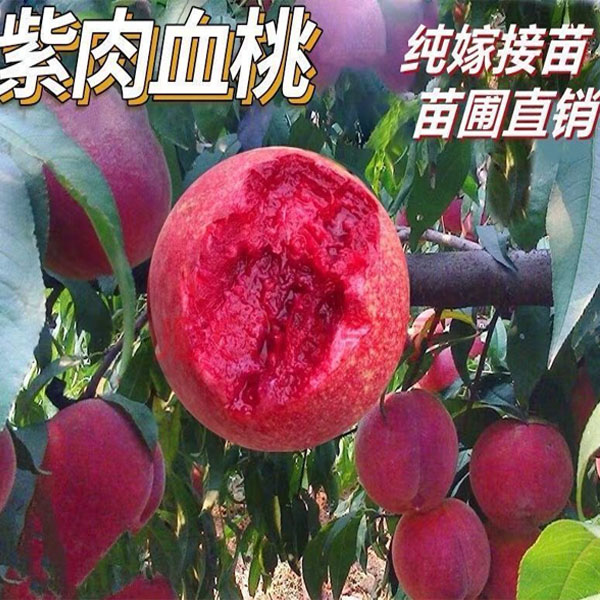 【血桃桃树苗】血桃果树苗盆栽地栽种植阳台庭院种植果树苗