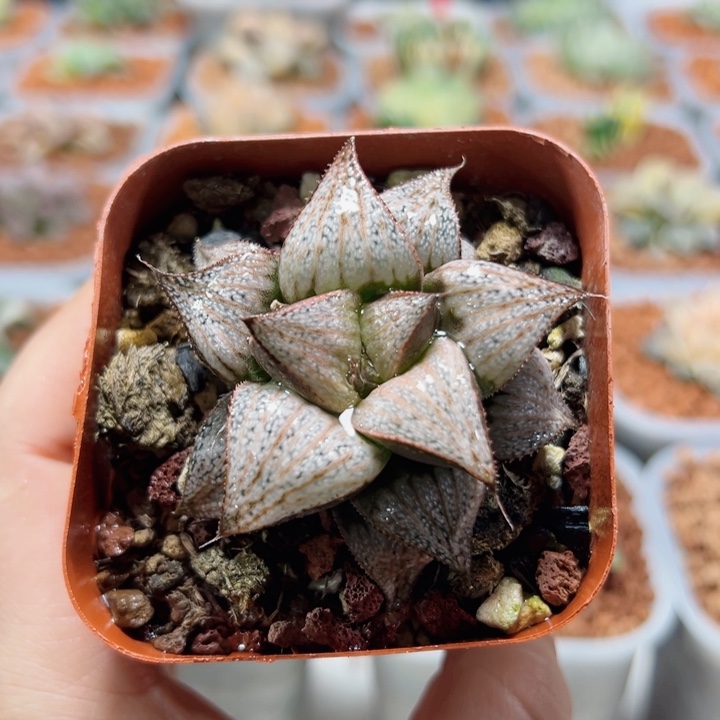 十二卷多肉娜塔莉