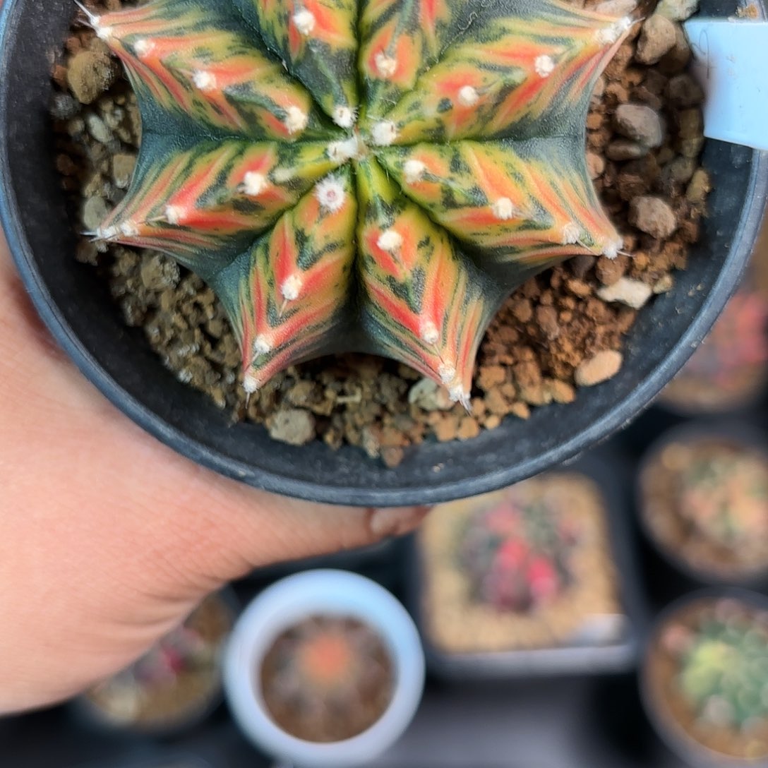 泰系实生仙人球601