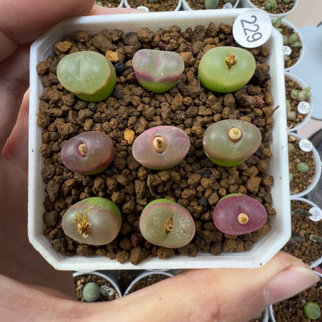 毛9颗脱土2290000