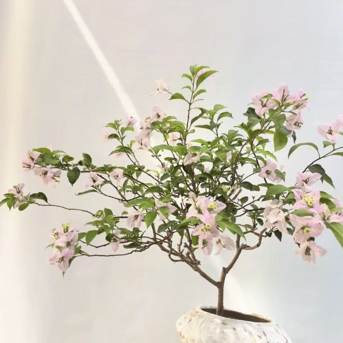 16【苹果花带花】三角梅四季勤花庭院阳台爬藤盆栽盆景好养