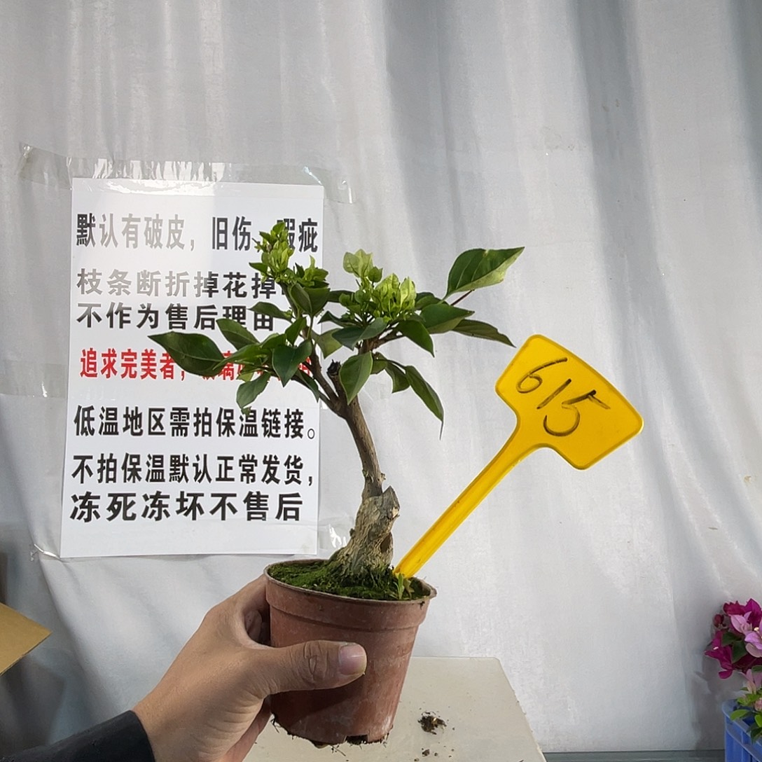 全部花苞615绿樱掌中宝