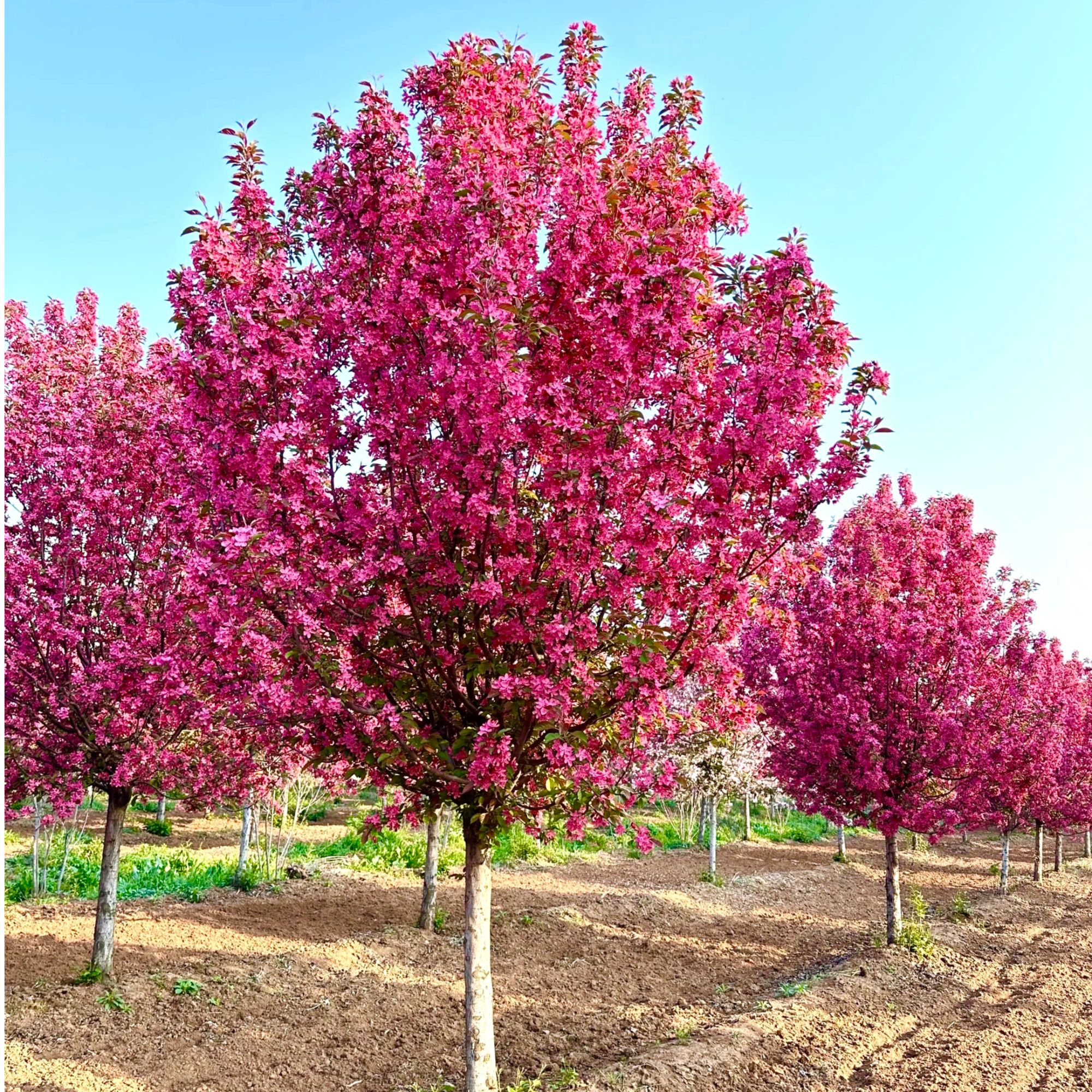 海棠树北美海棠绚丽海棠西府海棠垂丝海棠花树苗庭院地栽工程绿化