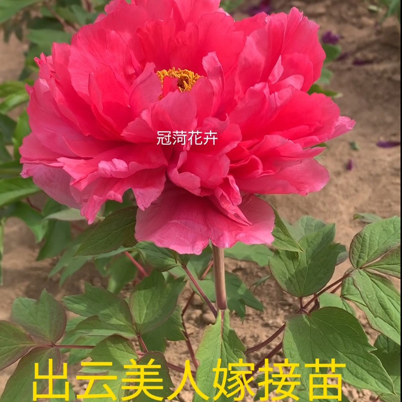 【出云美人】日系牡丹花苗芍药根嫁接苗