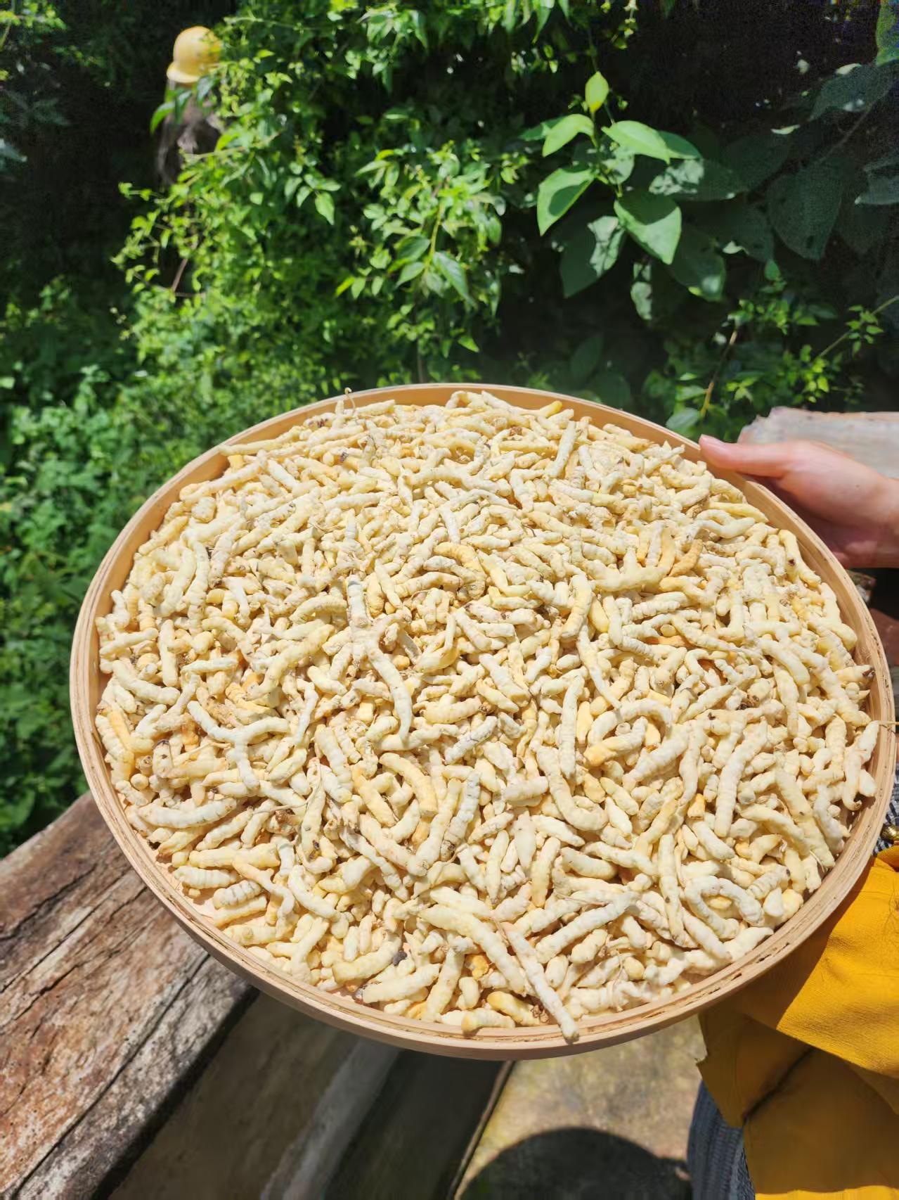 【2小楠现收 虫草天蚕】足年份 煮水煲汤优选 250克起 非莲子