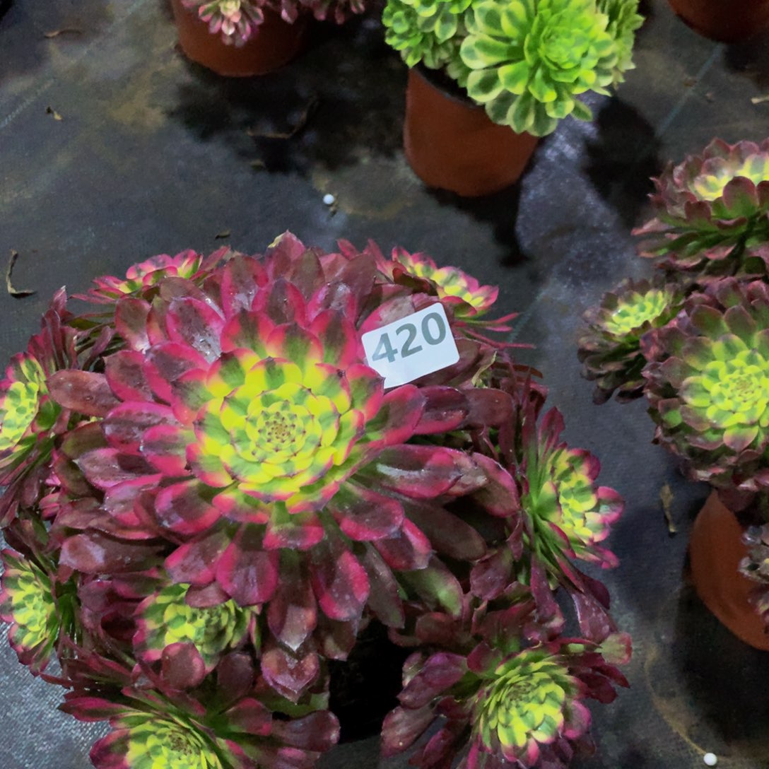 【闪购商品】五天机编号420