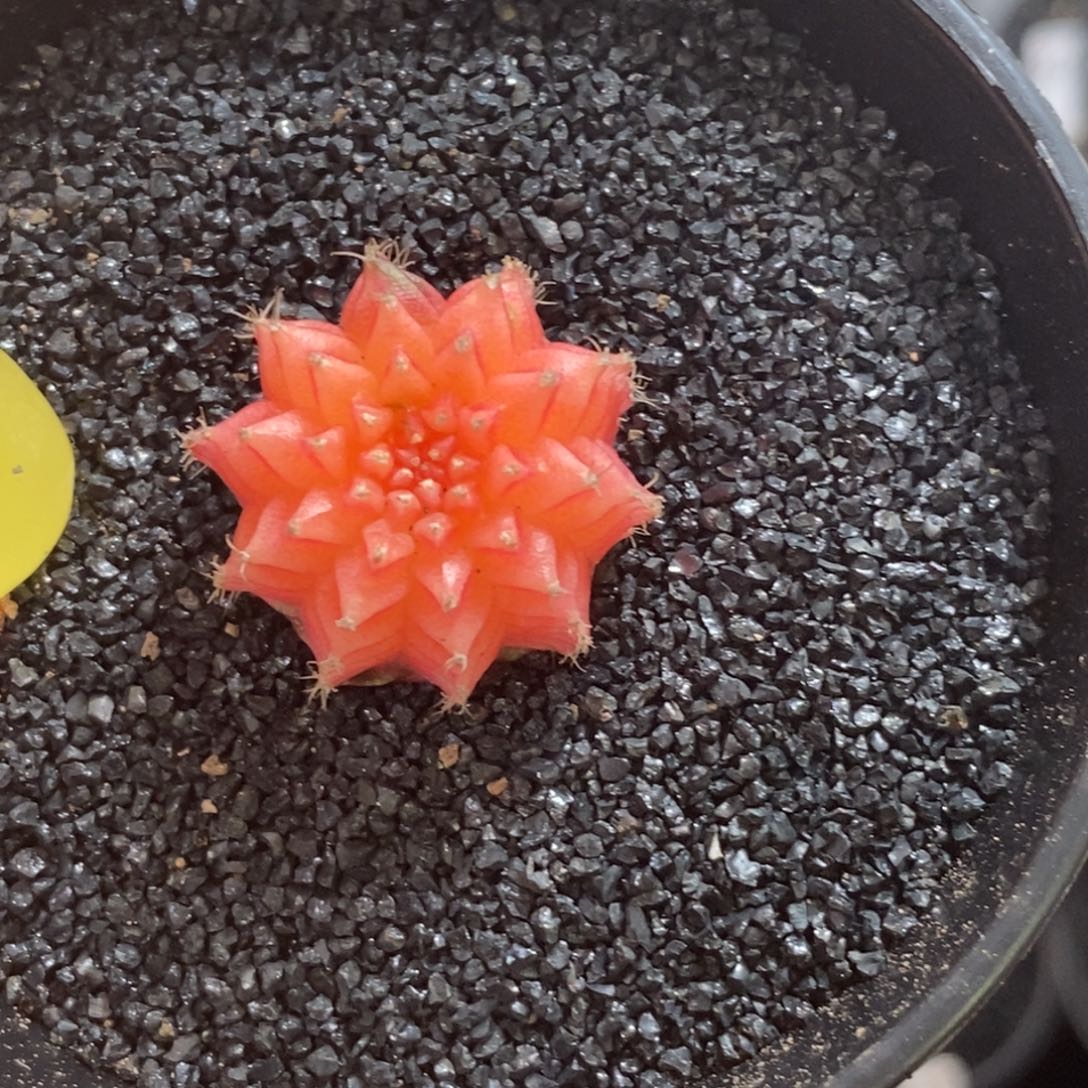 精品米哈—脱土发货19