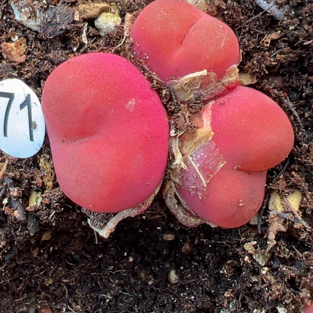多肉植物111111111111111科