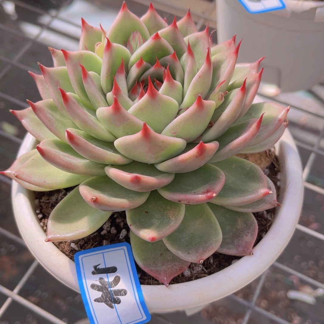 托斯卡12.5公分99999999999