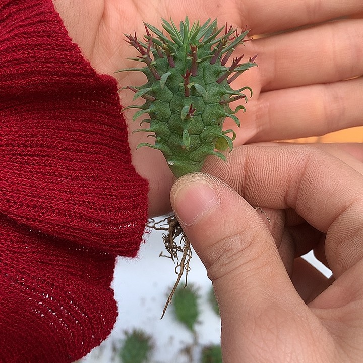 79群星冠2.8公分哈哈哈哈哈哈哈哈