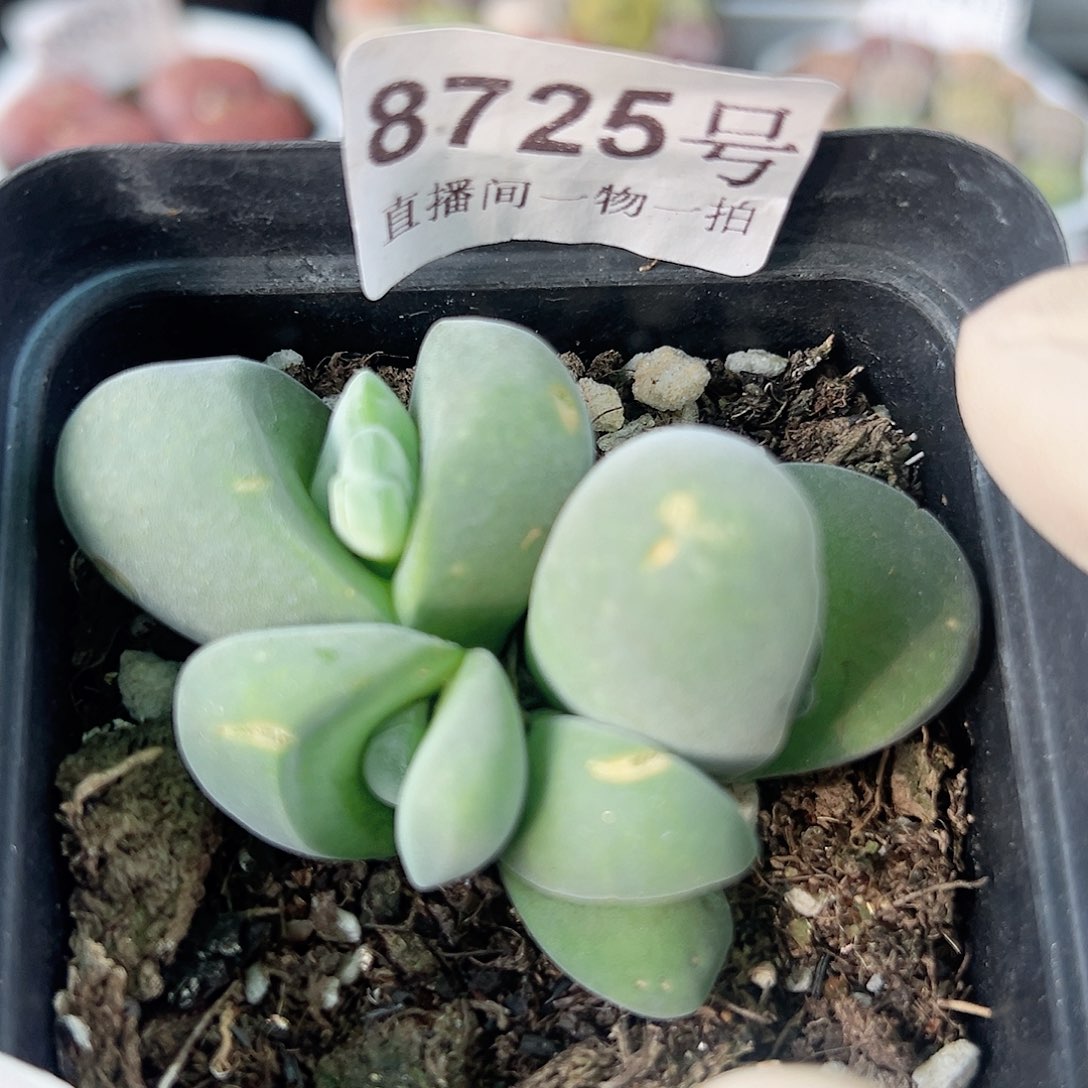 8725 好养易活生石花大母本