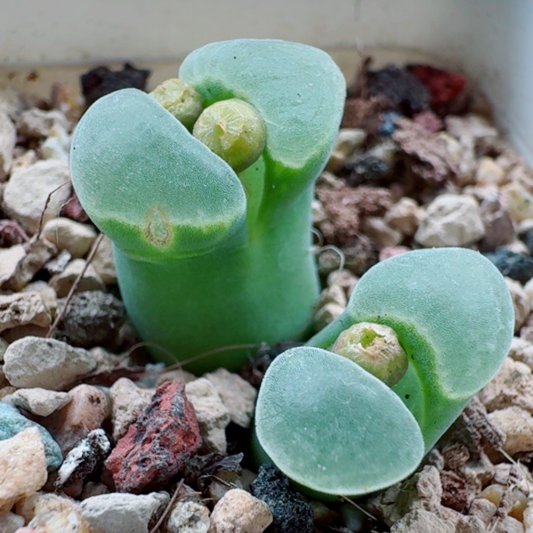 3507风铃玉肉锥植物