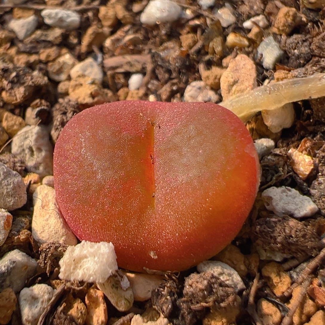 75多肉植物百科知识
