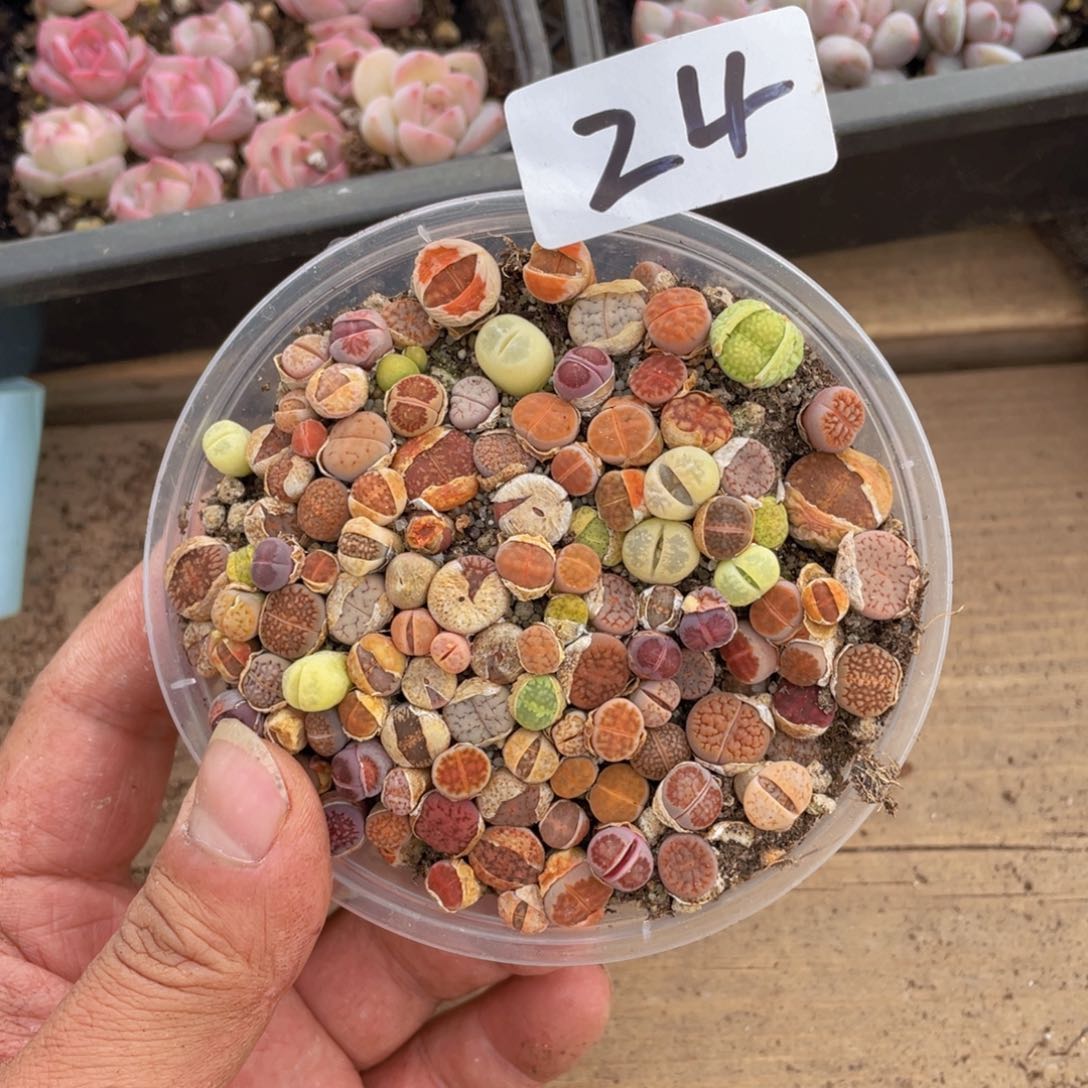 多肉植物多肉植物24