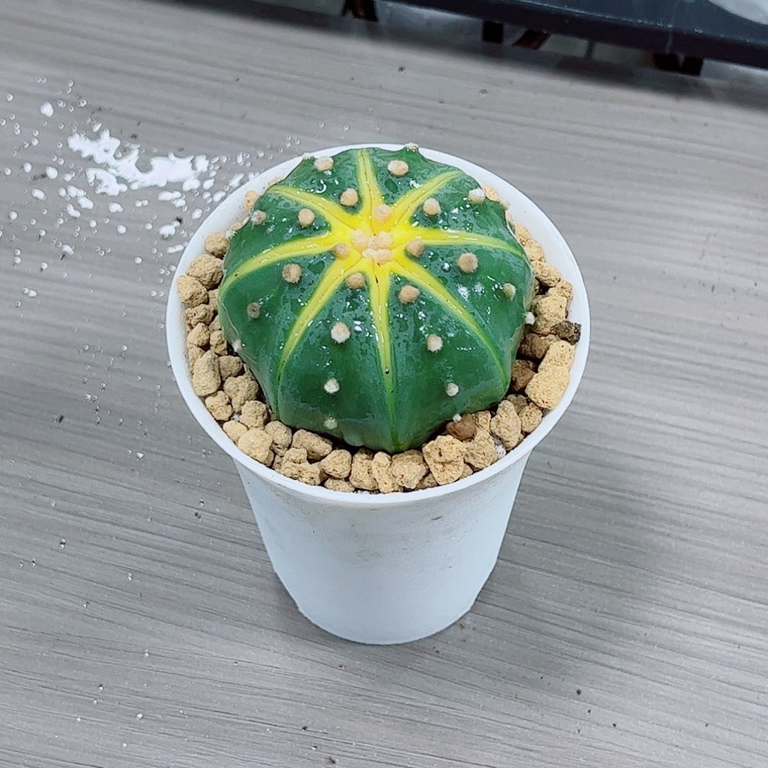 星兜玉露一勿一拍