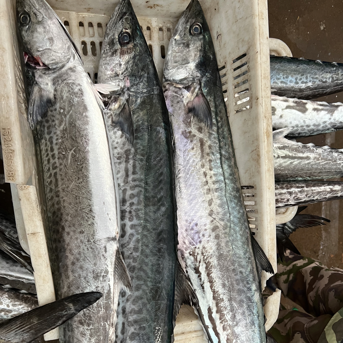 青岛大鲅鱼6.5斤一条马鲛鱼燕尾鲅鲅 整条鲜鱼速冻发货