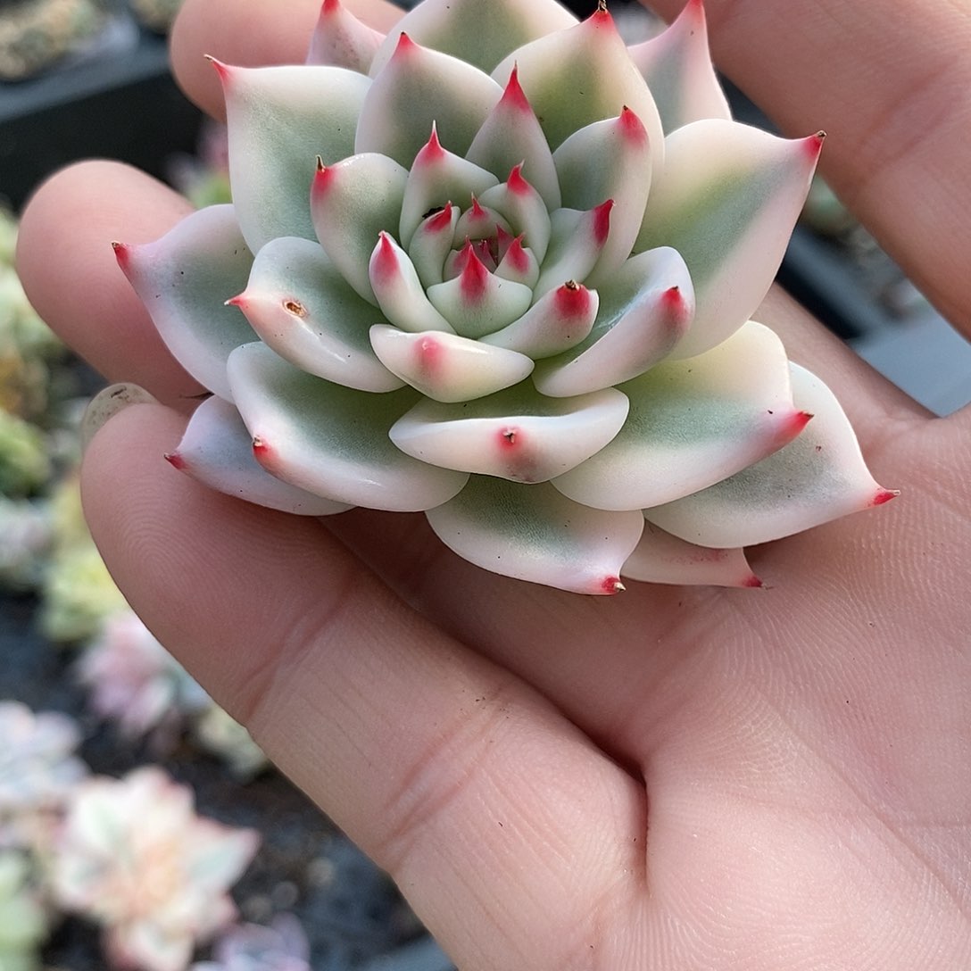 140娃娃锦多肉植物哇啦塞