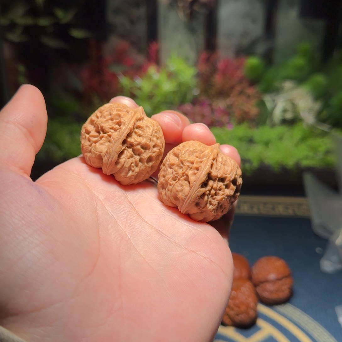 362号35原树大团圆文玩核桃