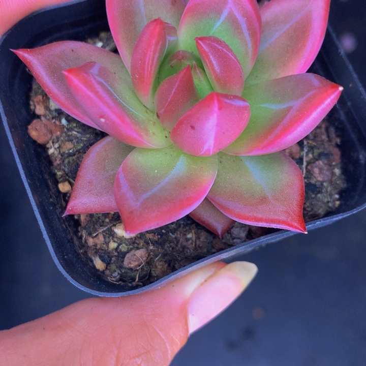 罗宾 3颗 （满9.99包邮不满9.99发叶子）