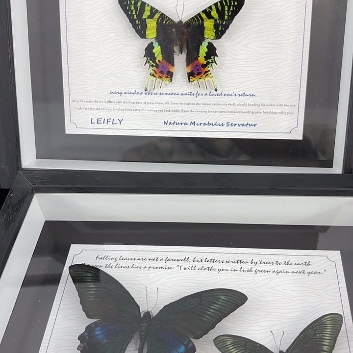 十寸太阳蛾加绿带春夏